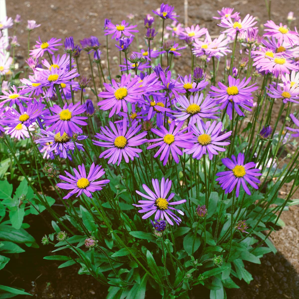 Aster tongolensis Berggartenzwerg