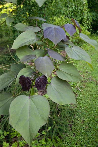 Catalpa erubescens 'Purpurea'