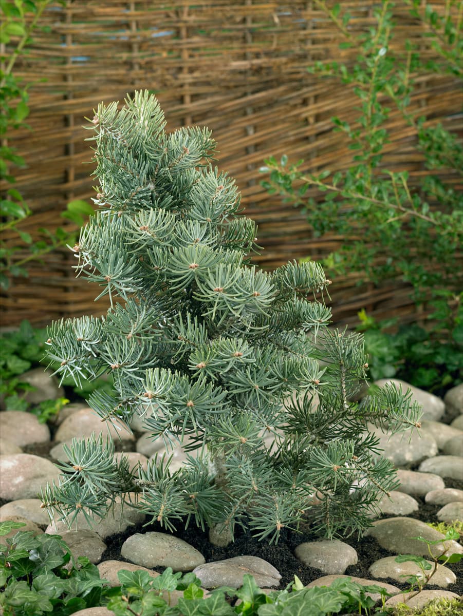 Abies concolor Compacta