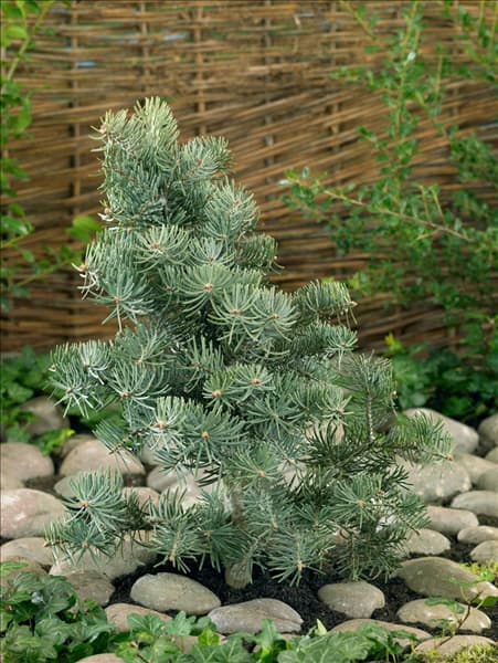 Abies concolor 'Blue Saphir'