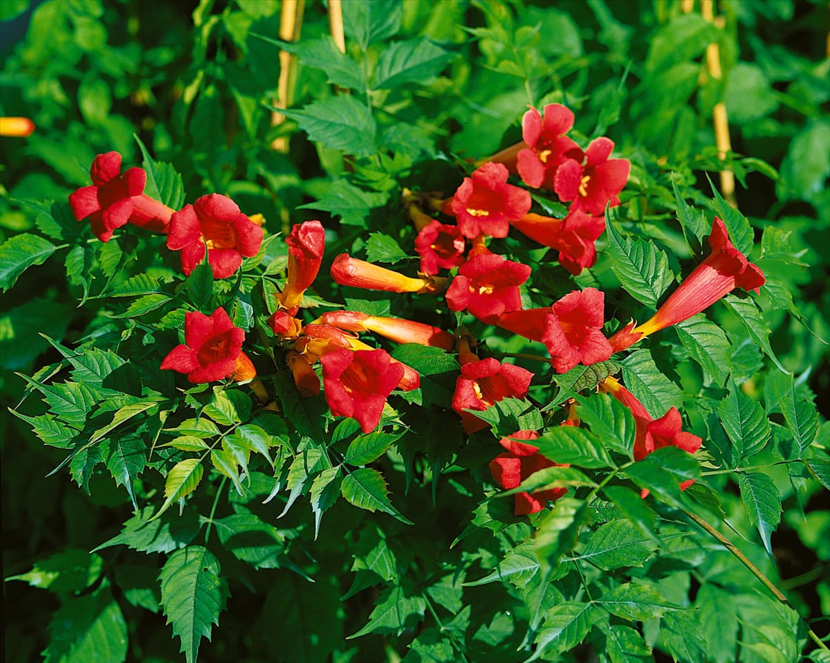 Campsis radicans Flamingo
