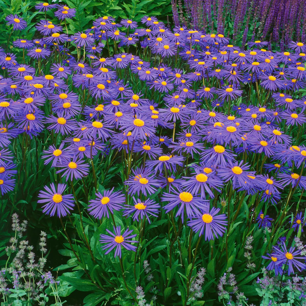 Aster tongolensis Napsbury