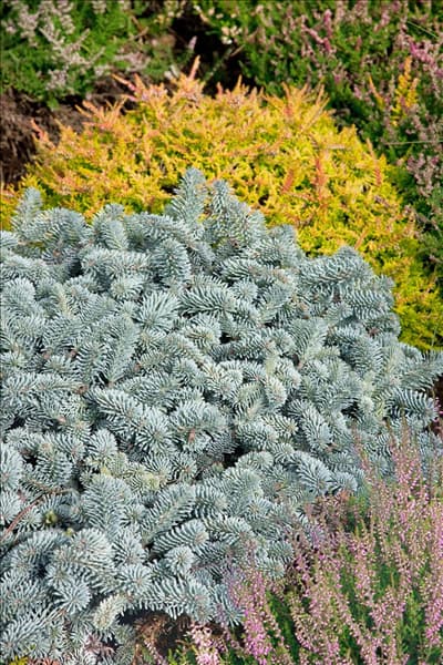Abies concolor 'Hexe'