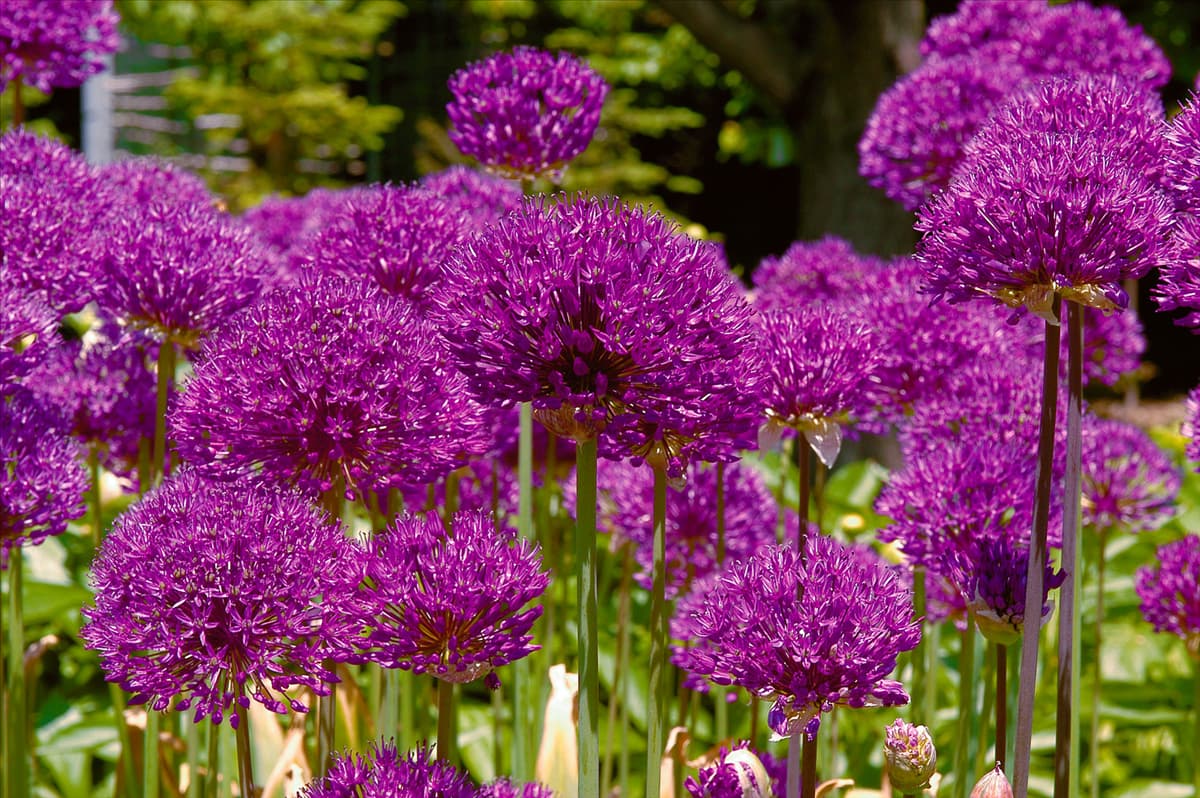 Allium aflatunense Purple Sensation