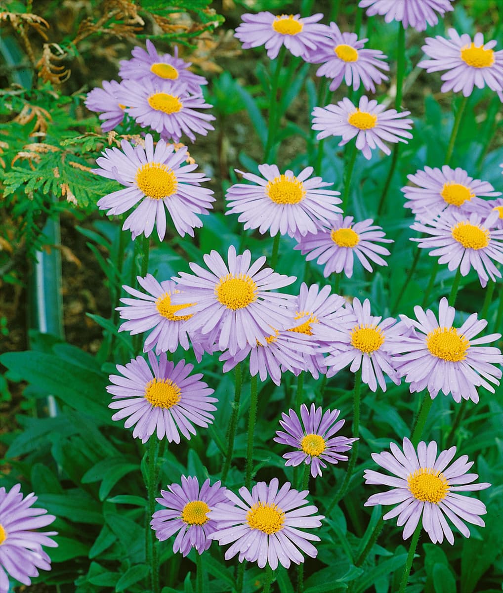 Aster tongolensis Wartburgstern