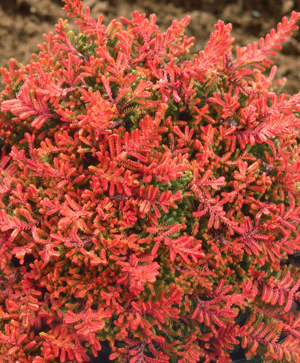 Calluna vulgaris Blazeaway