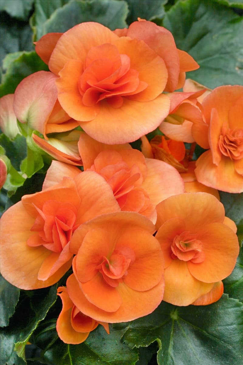 Begonia Elatior-Hybriden Rainbow Orange