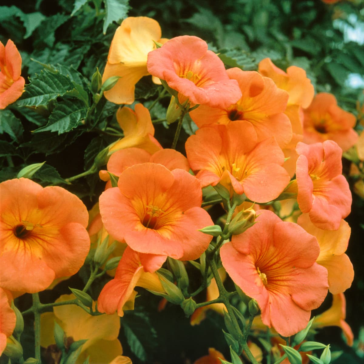 Campsis x tagliabuana Madame Galen