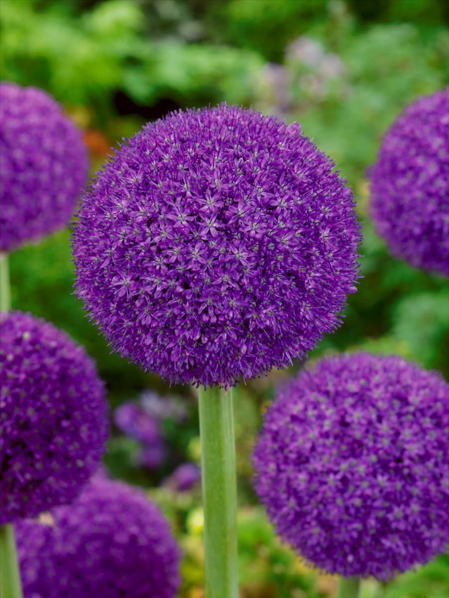 Allium Ambassador