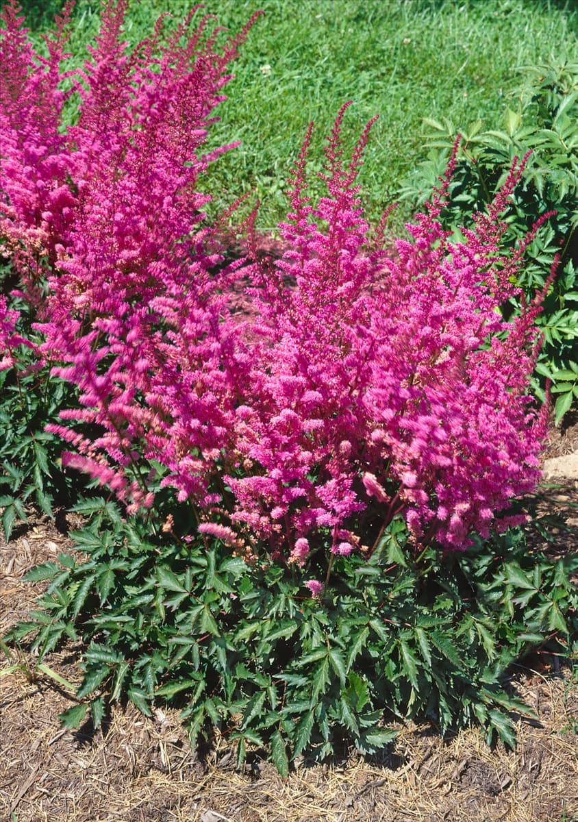 Astilbe chinensis Maggie Daley