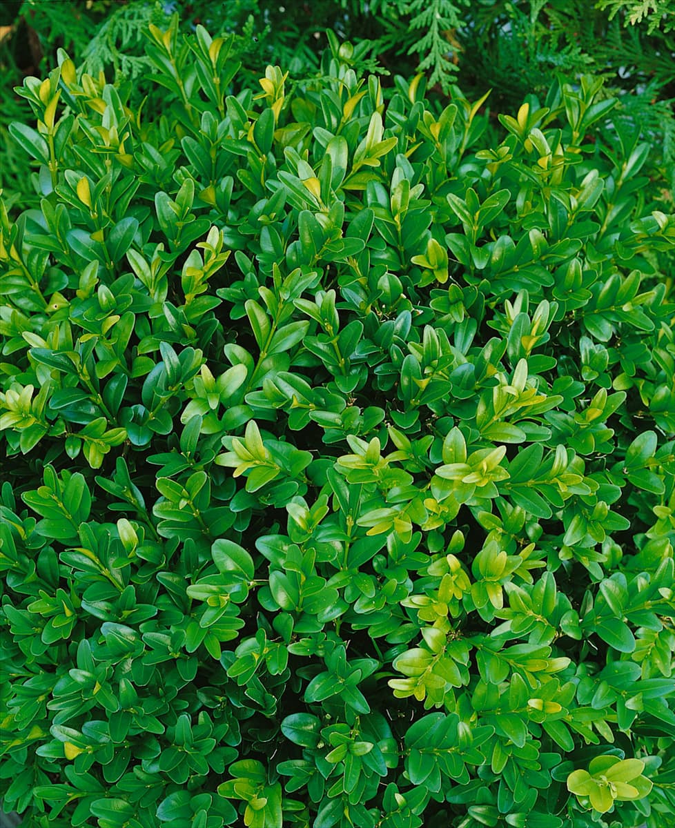 Buxus sempervirens 'Angustifolia' Zwerg-Buchsbaum 'Angustifolia'