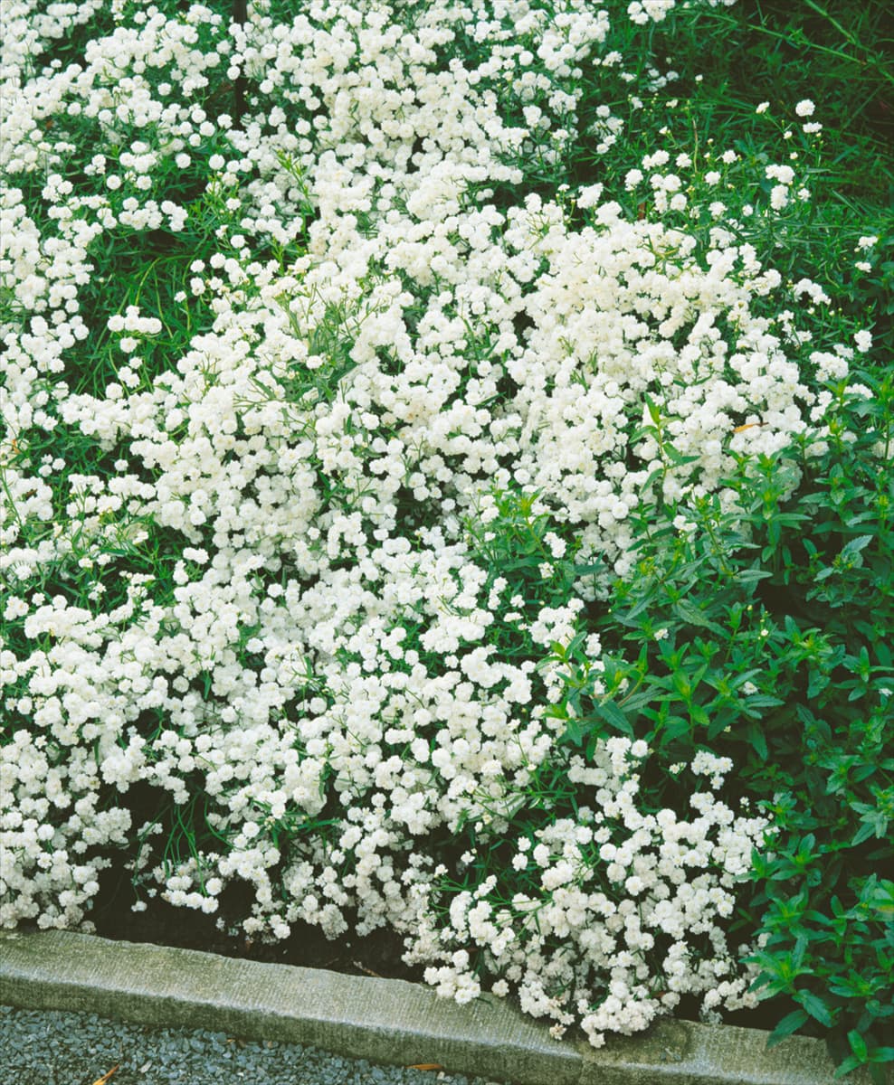 Achillea ptarmica The Pearl (Boule de Neige)