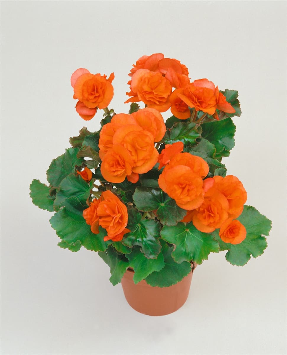 Begonia Elatior-Hybriden gefüllt, kupfer