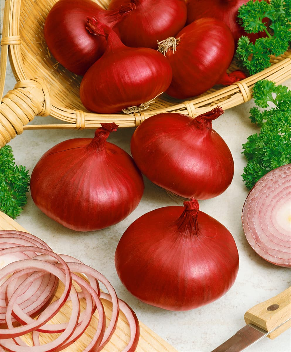 Zwiebel / Allium cepa var. cepa Braunschweiger Dunkelblutrote