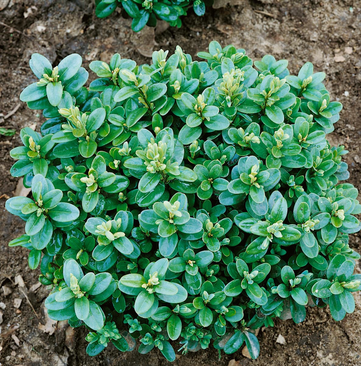 Buxus sempervirens Blauer Heinz