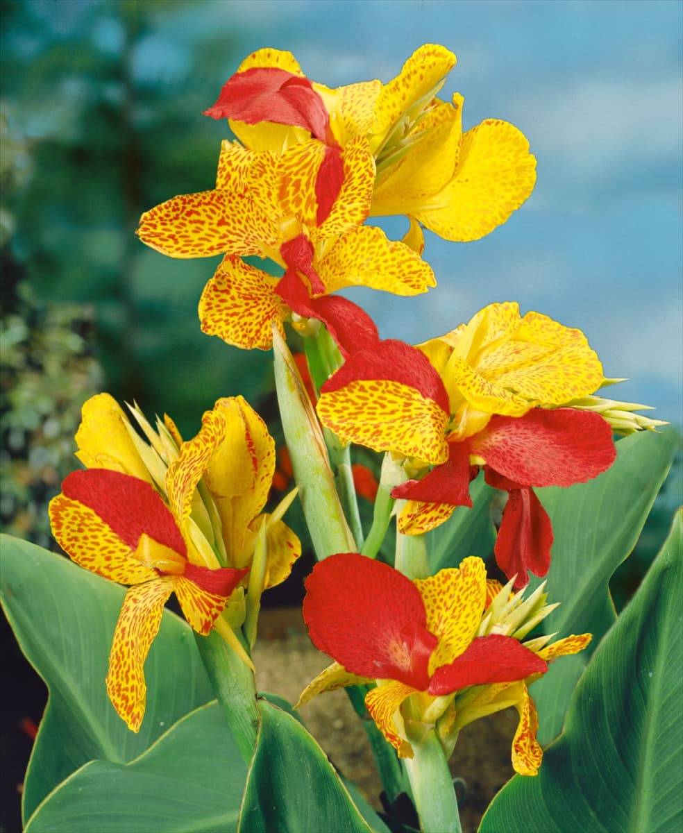 Canna Cleopatra
