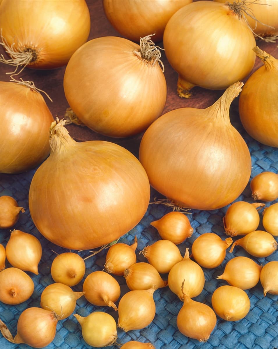 Steckzwiebel/Allium cepa var.cepa