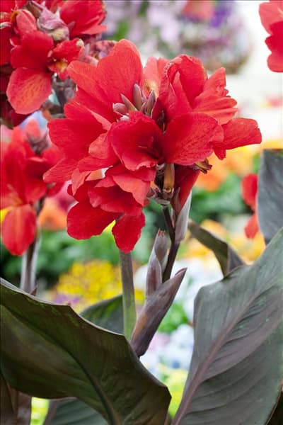 Canna indica 'Endeavour'
