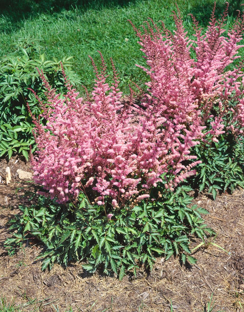 ASTILBE CHINENSIS INTERMEZZO