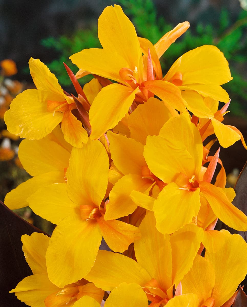 CANNA "SEMAPHORE"