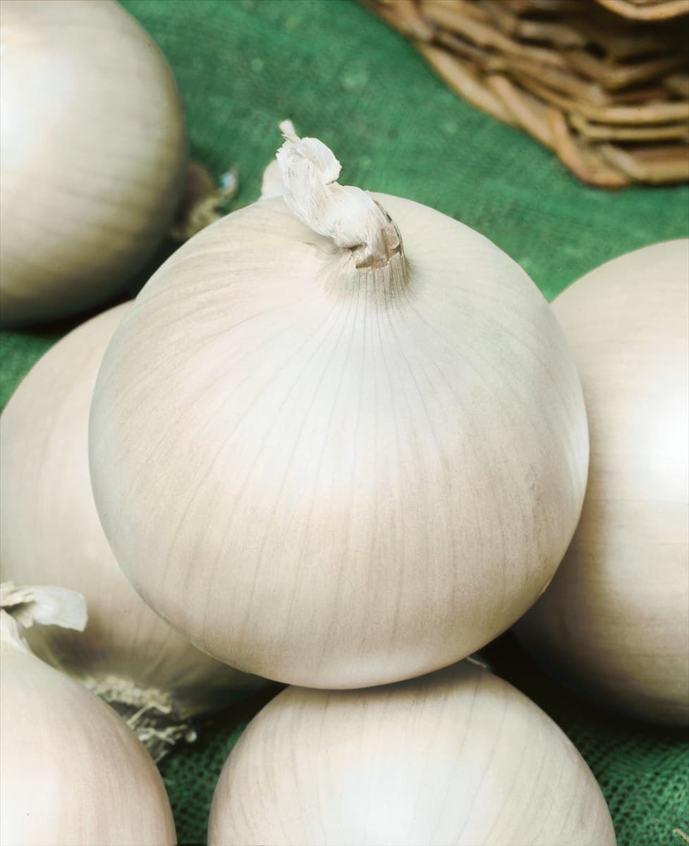 Allium cepa White Grano