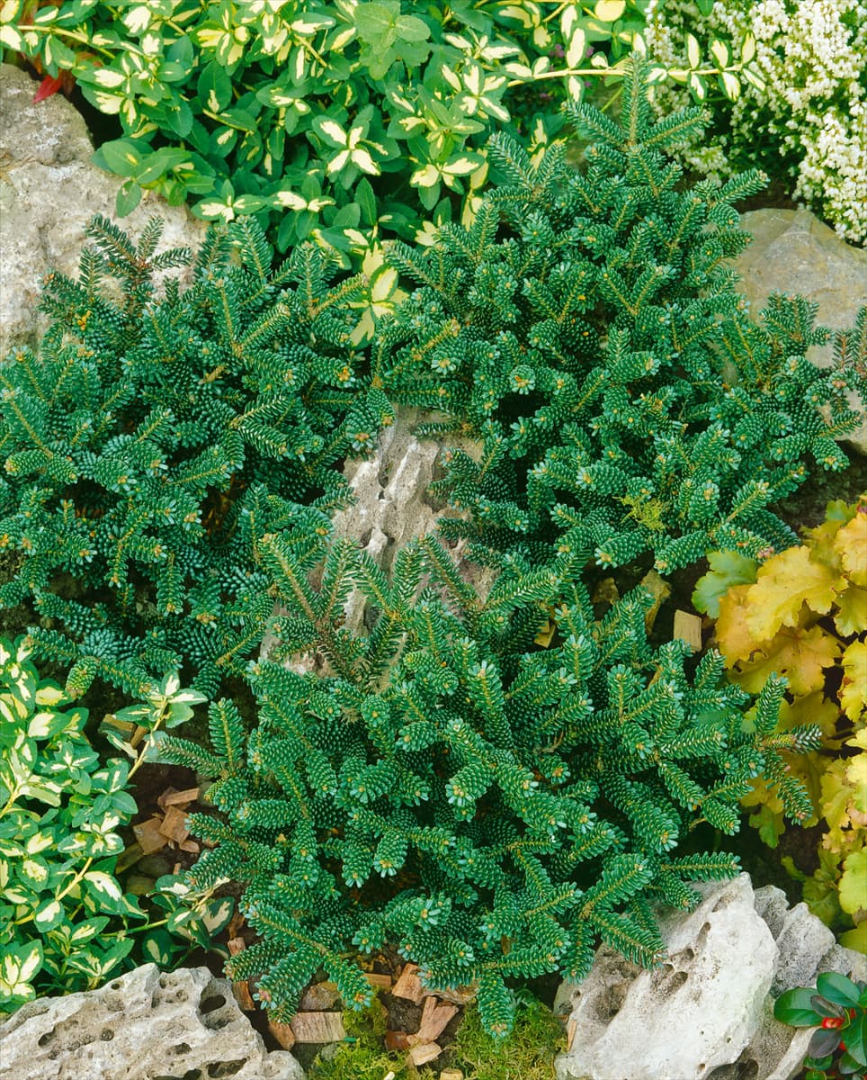 Abies koreana Oberon