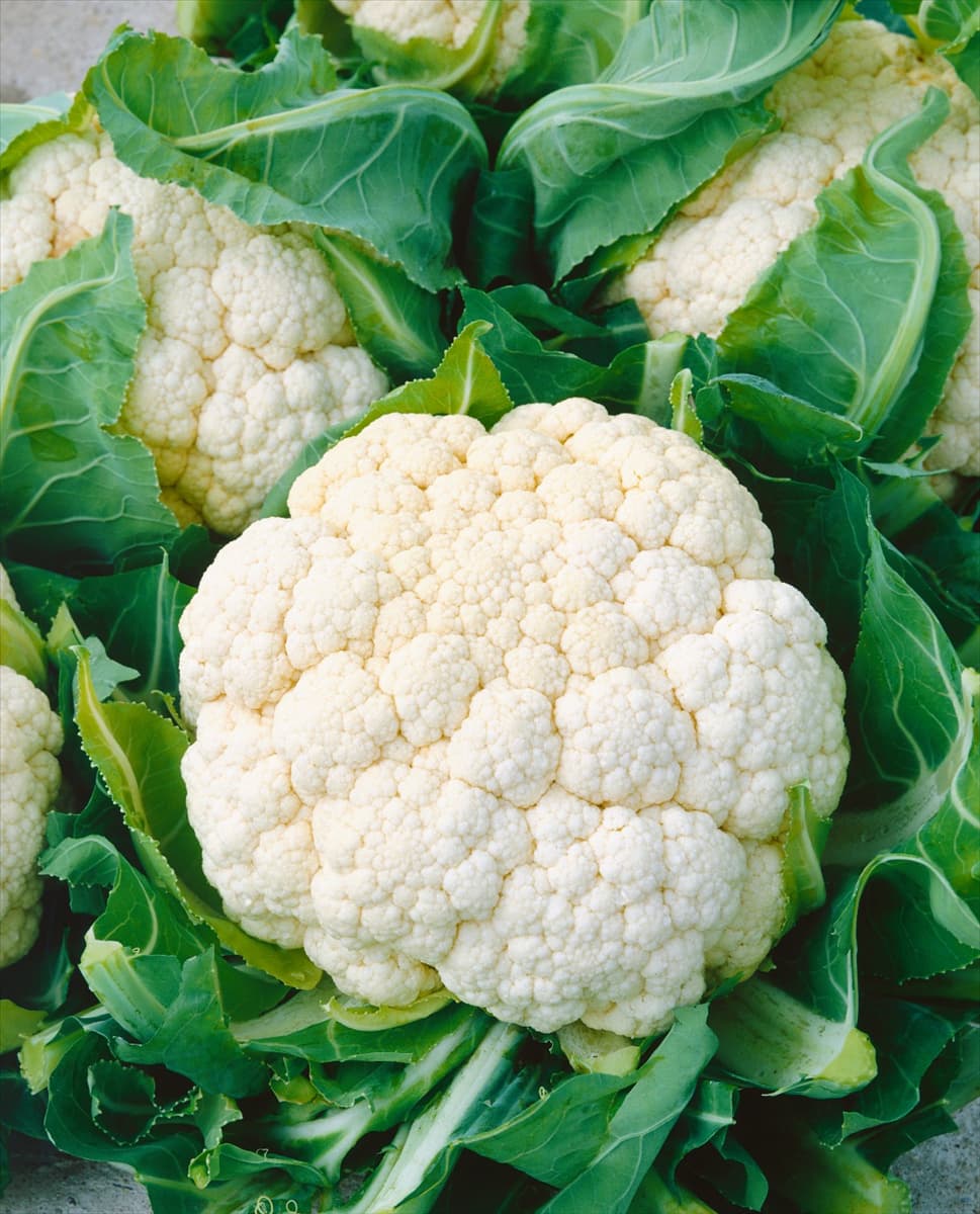Brassica oleracea var. botrytis