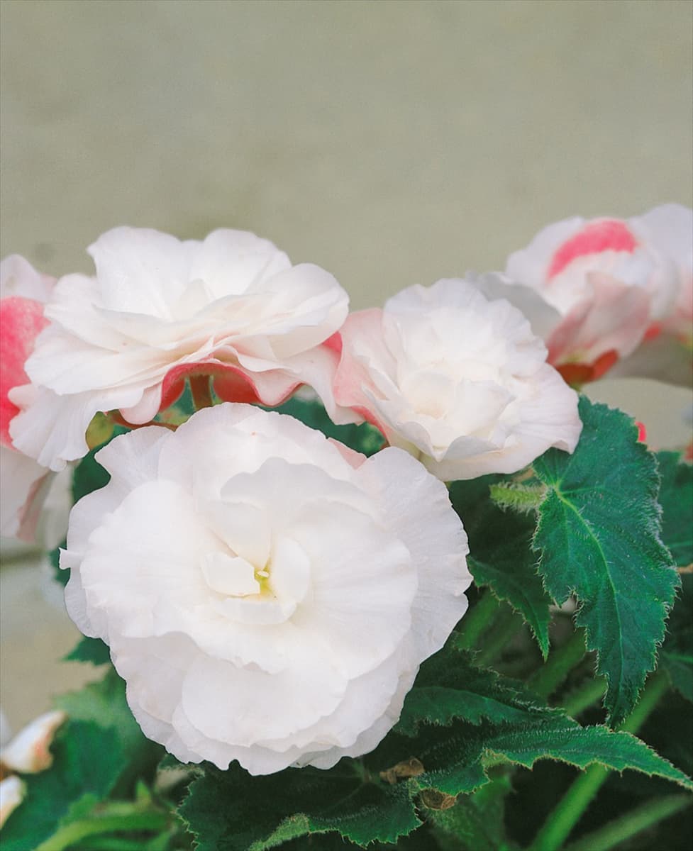 Begonia Non-Stop Appleblossom