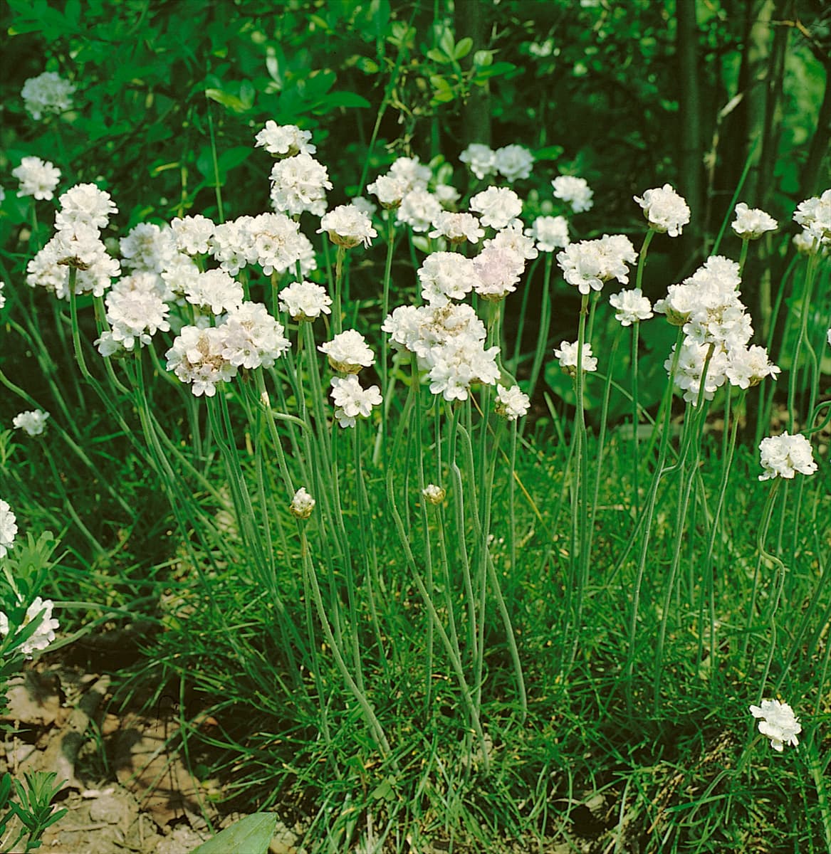 ARMERIA MARITIMA ALBA