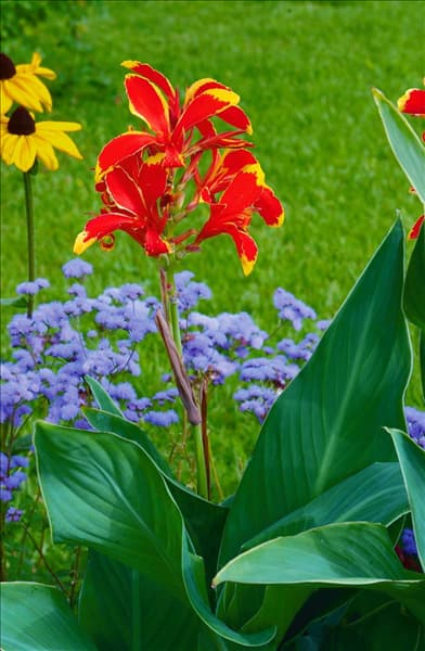 Canna indica 'Lucifer'