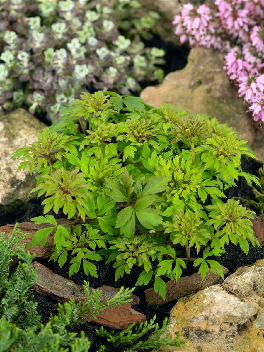 Anemone nemorosa Virescens