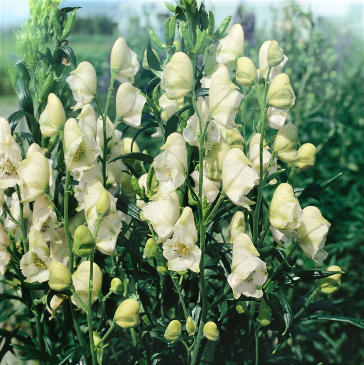 Aconitum napellus Albidum