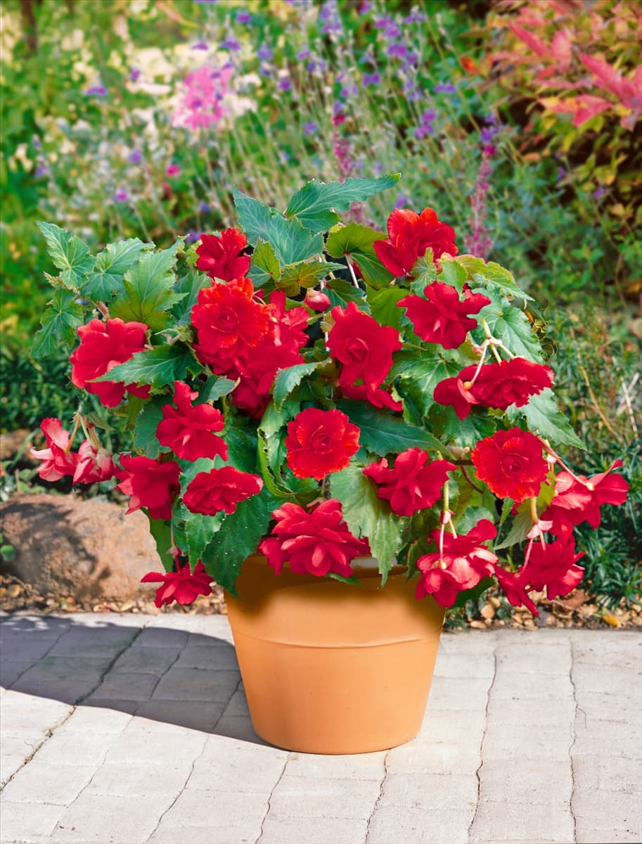 Begonia Cascade Red