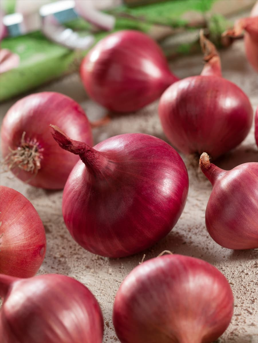 Allium cepa Aranyosi Piros