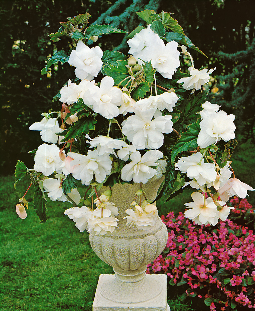 Begonia Pendula Cascade White im Topf