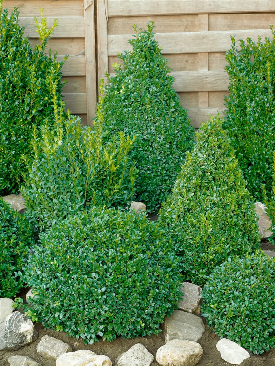 Buxus sempervirens Arborescens