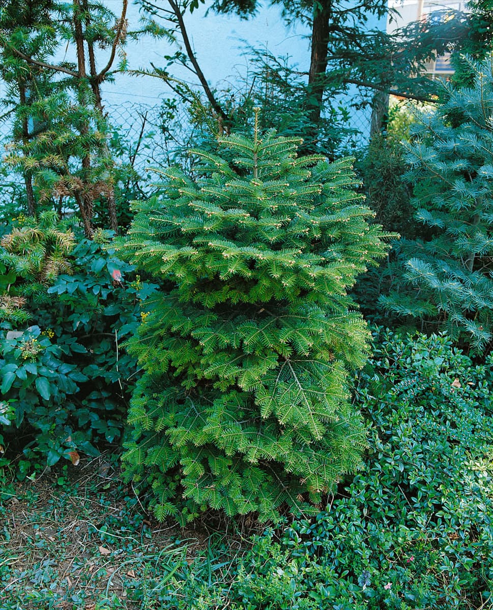 ABIES NORDMANNIANA BARABITS COMPACT