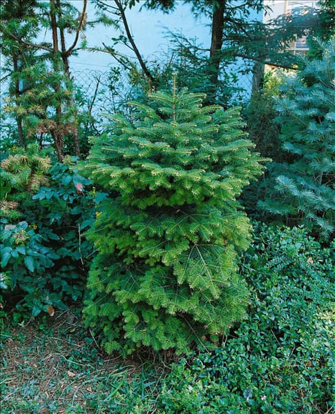Abies nordmanniana 'Barabit´s Compact'