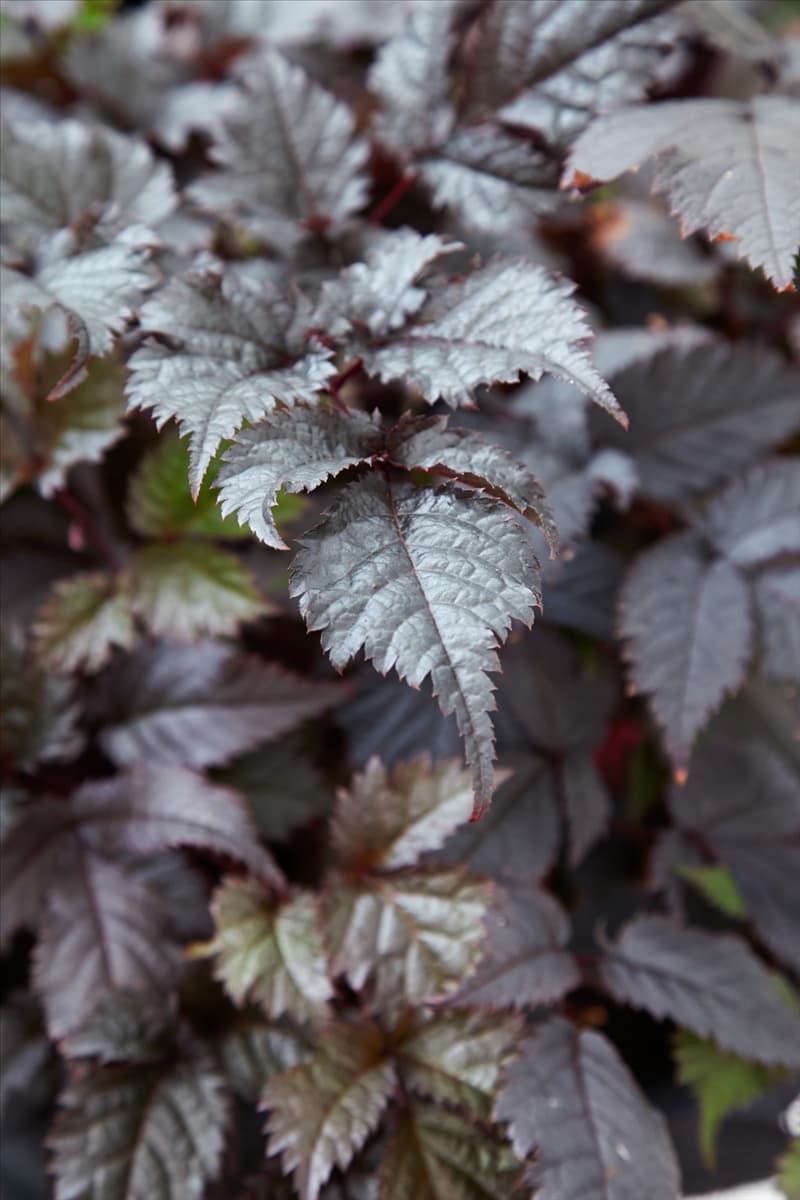 Astilbe Chocolate Shogun