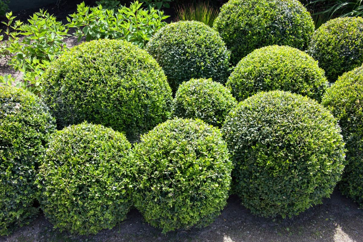 Buxus sempervirens