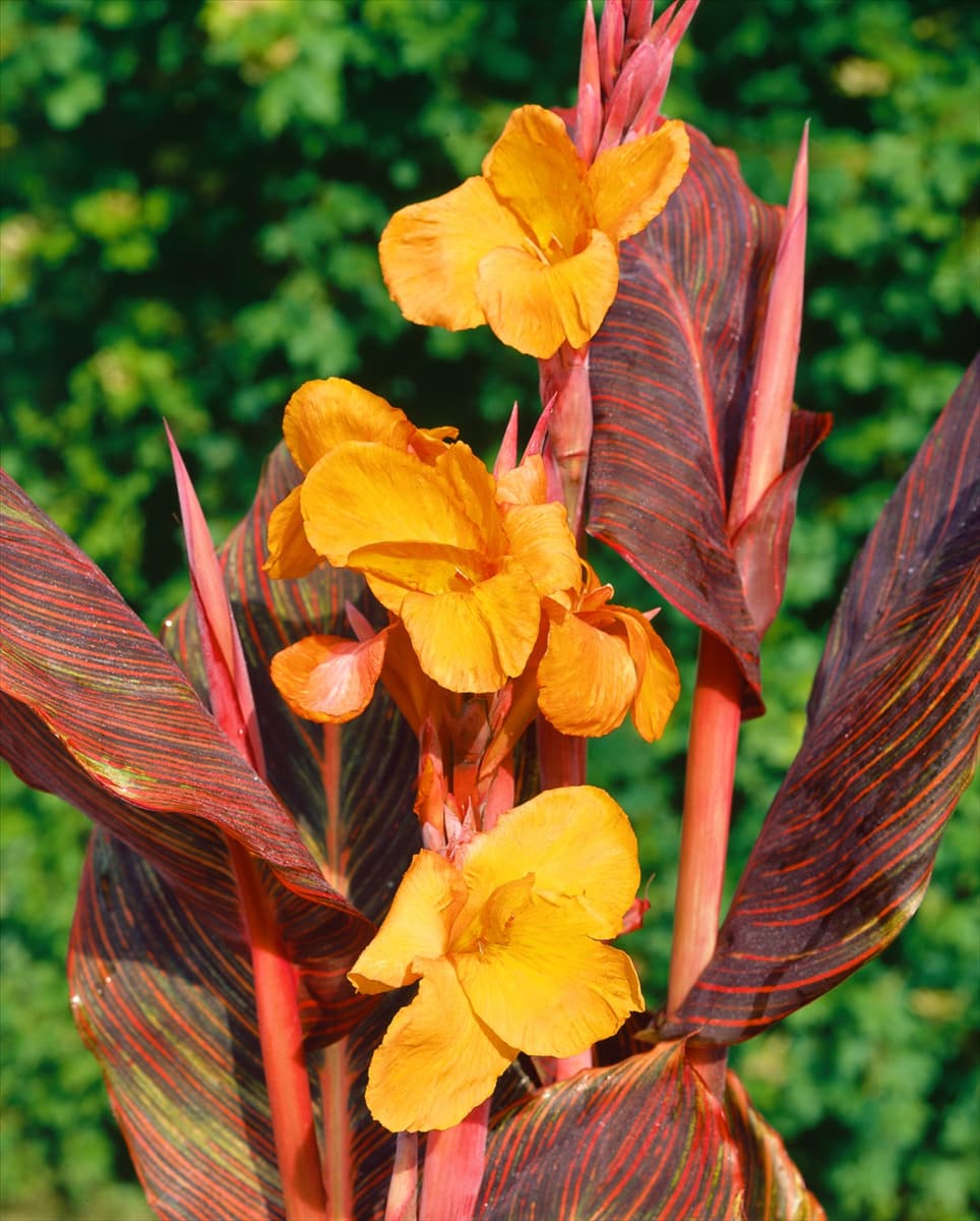 Canna Durban