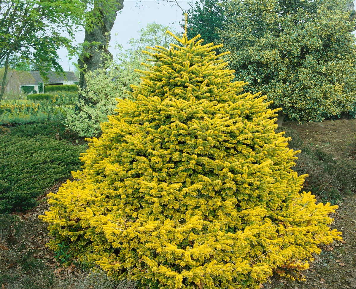 Abies nordmanniana Golden Spreader