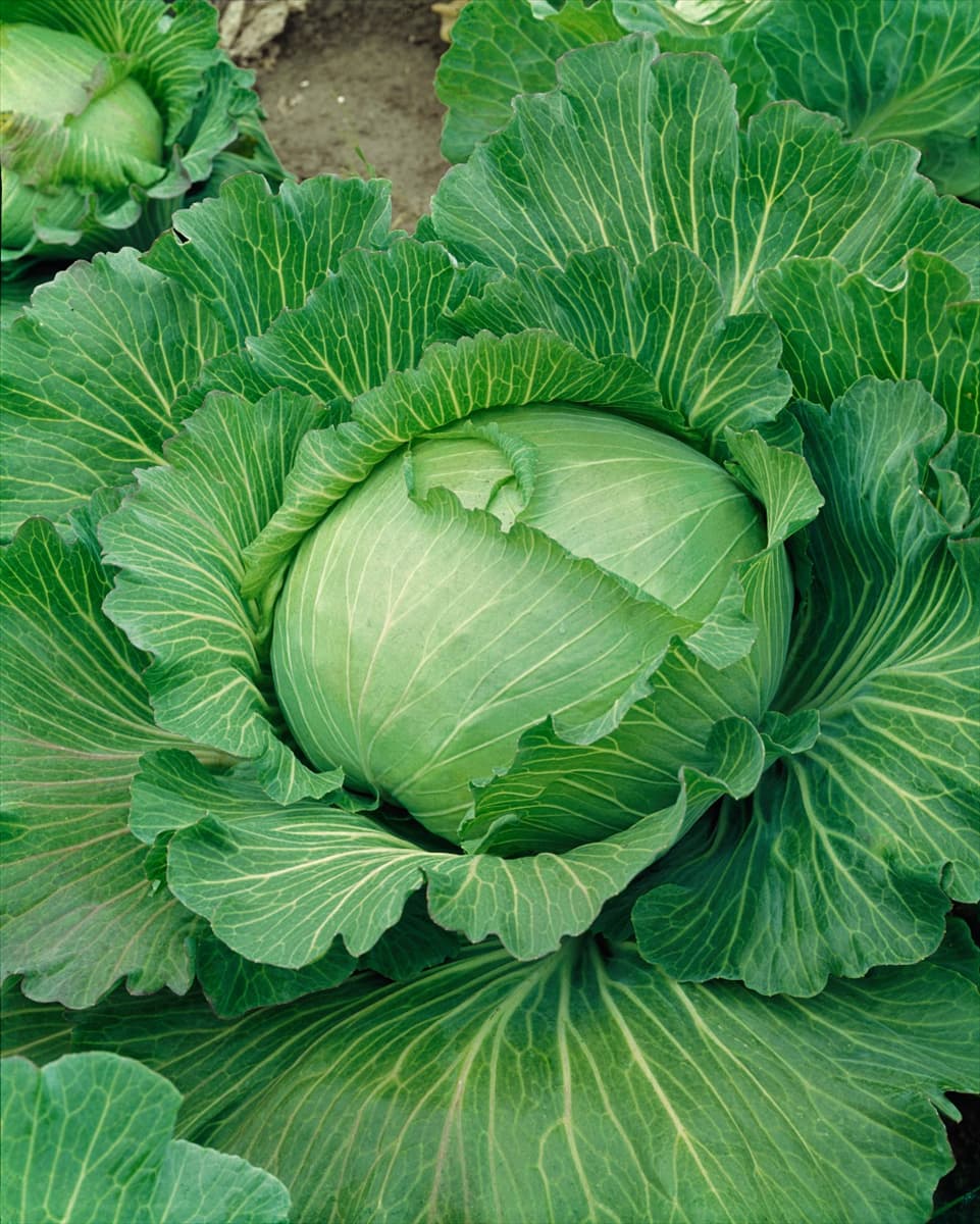 Brassica oleracea var. capitata f. alba Braunschweiger