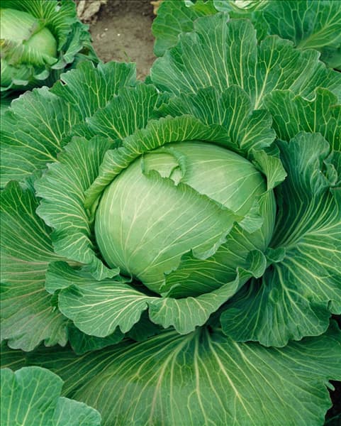 Brassica oleracea var. capitata f. alba 'Braunschweiger Riesen'