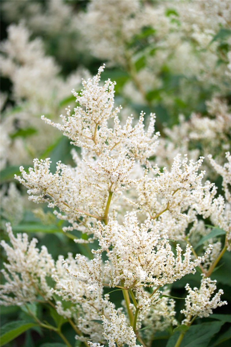 Aconogonon Johanniswolke
