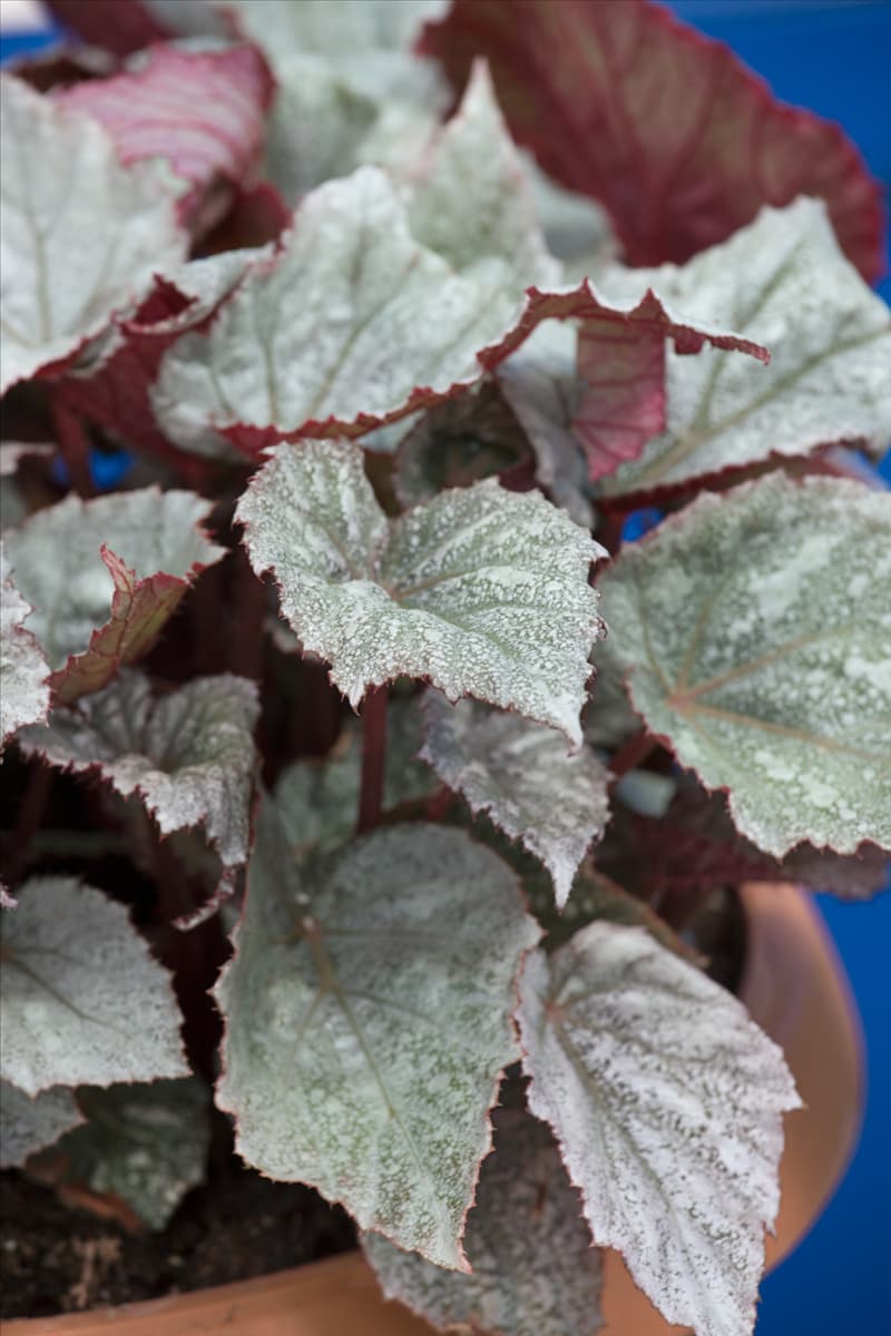 Begonia Yukon Frost