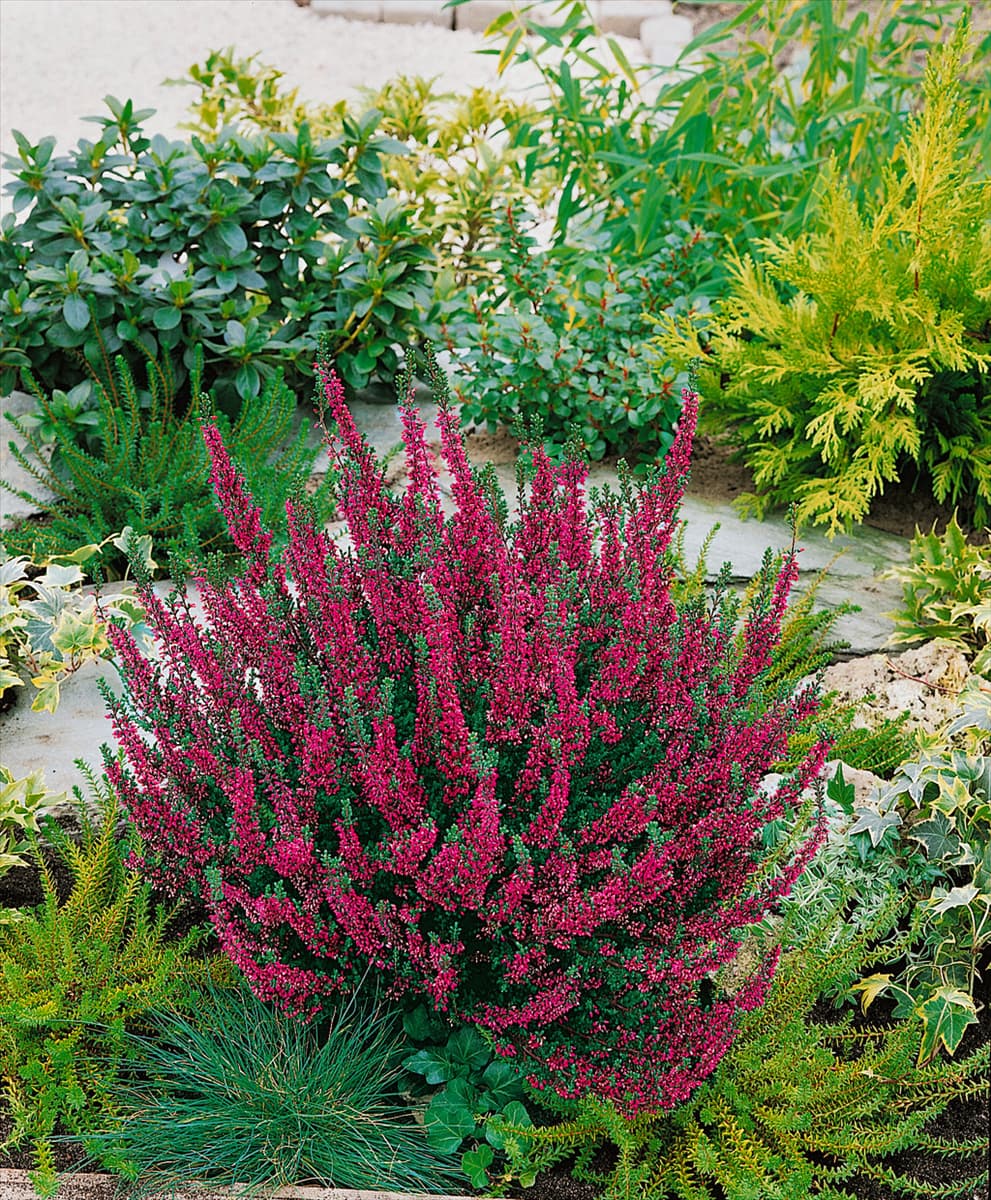 Calluna vulgaris Larissa