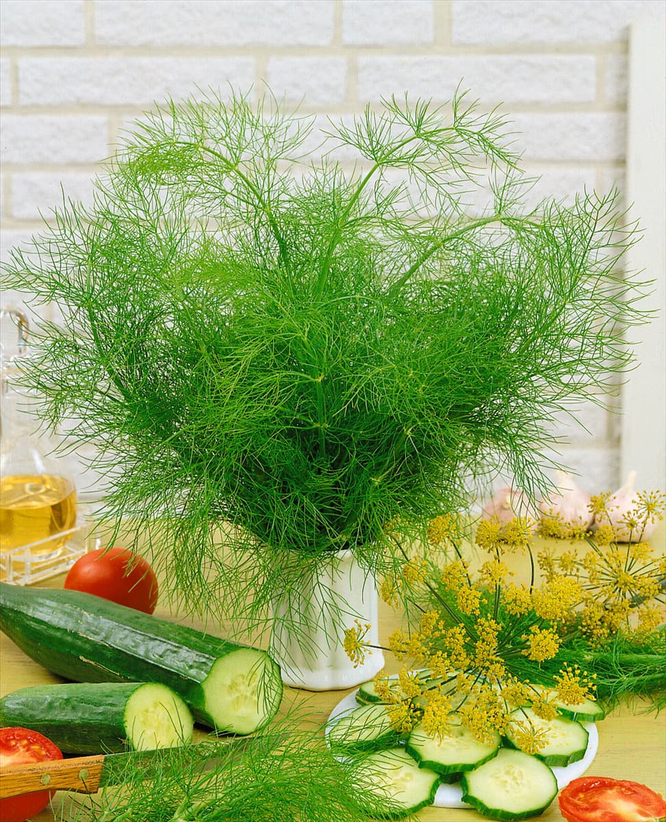 Anethum graveolens