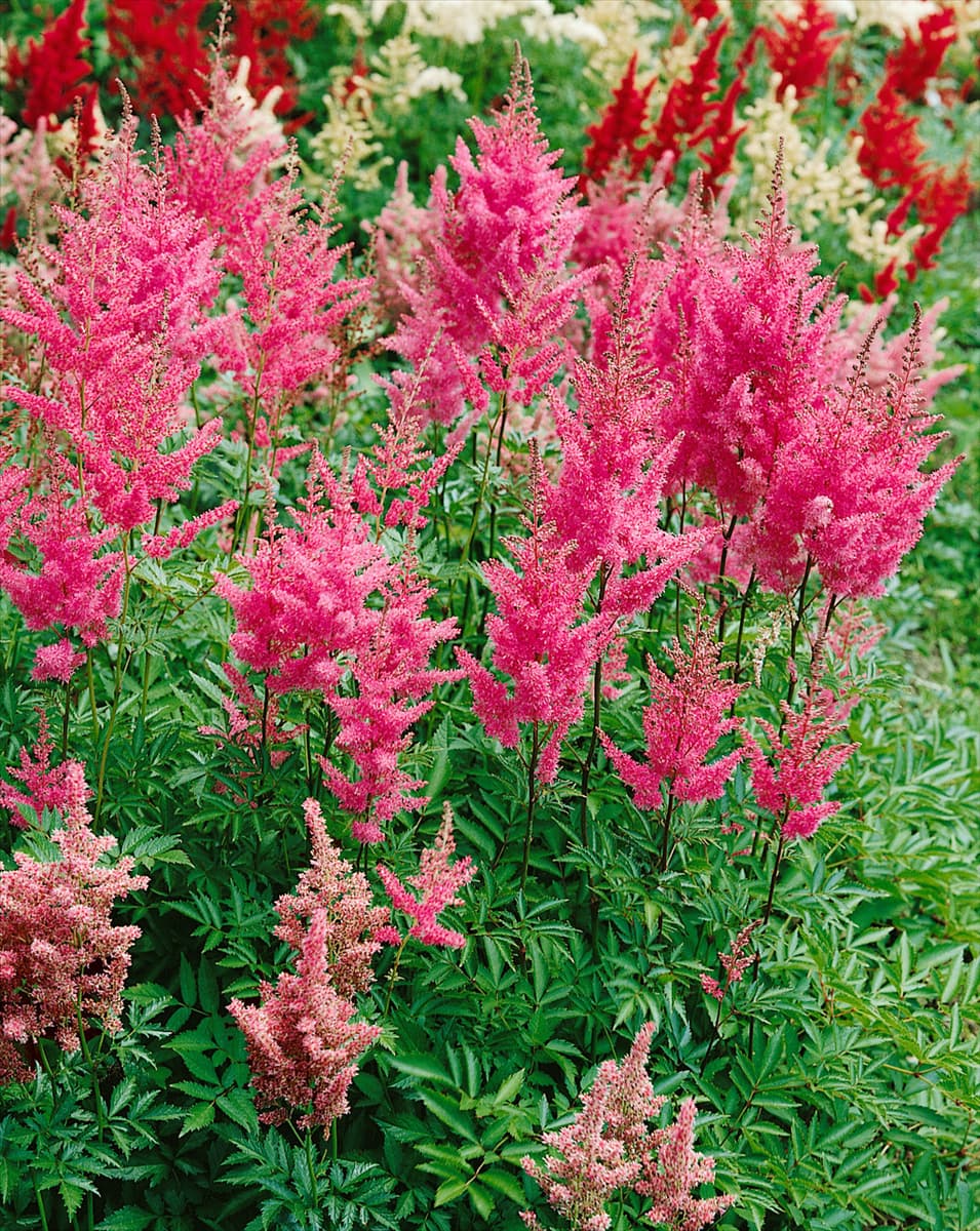 Astilbe japonica Rheinland