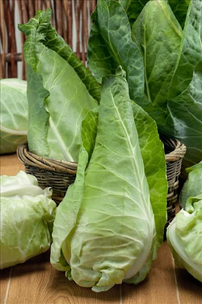 Brassica oleracea var. capitata f. alba subv. conica 'Filderkraut'
